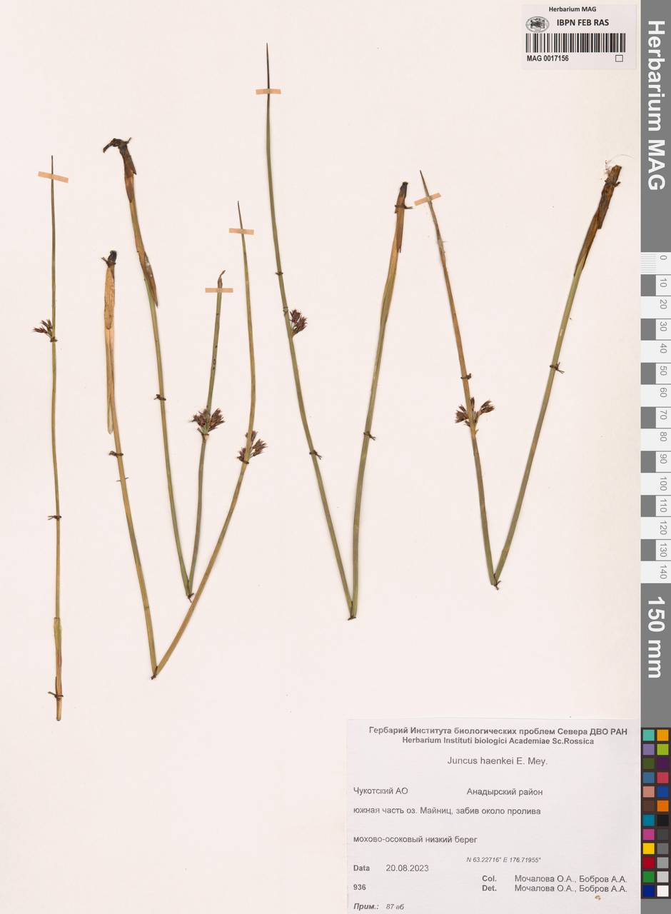 Ситник Генке E.Mey., Сибирь, Чукотка и Камчатка (S7) (Россия)