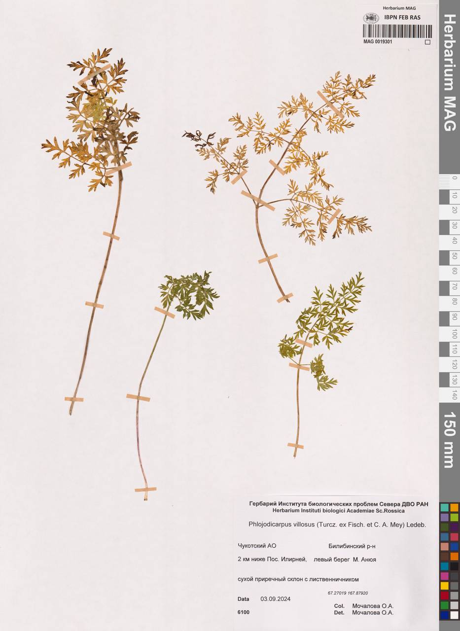 Вздутоплодник волосистый (Turcz. ex Fisch. & C.A.Mey.) Turcz. ex Ledeb., Сибирь, Чукотка и Камчатка (S7) (Россия)