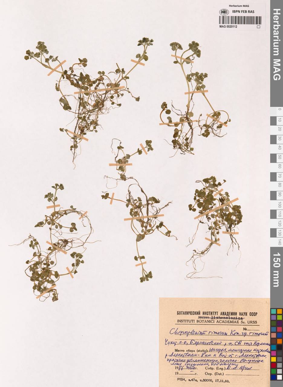 Селезеночник щелистый Kom., Сибирь, Чукотка и Камчатка (S7) (Россия)