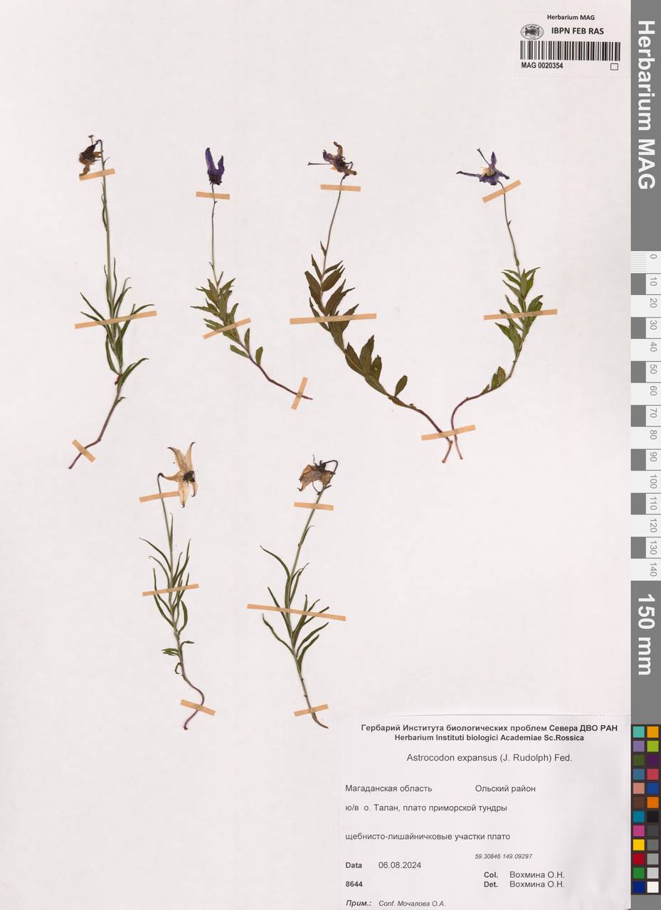 Колокольчик распростертый Rudolph, Сибирь, Чукотка и Камчатка (S7) (Россия)