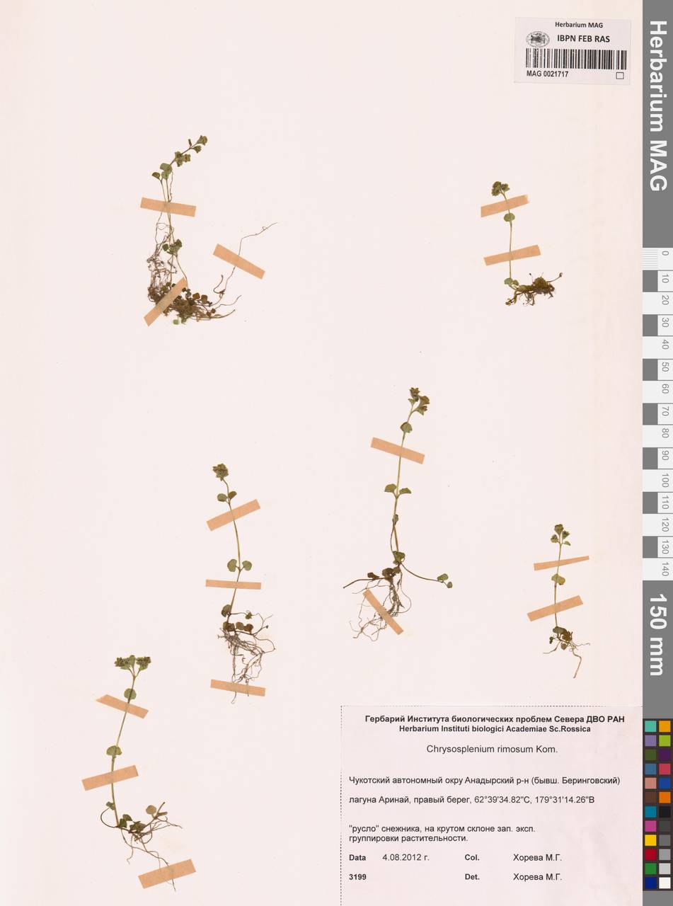 Селезеночник щелистый Kom., Сибирь, Чукотка и Камчатка (S7) (Россия)
