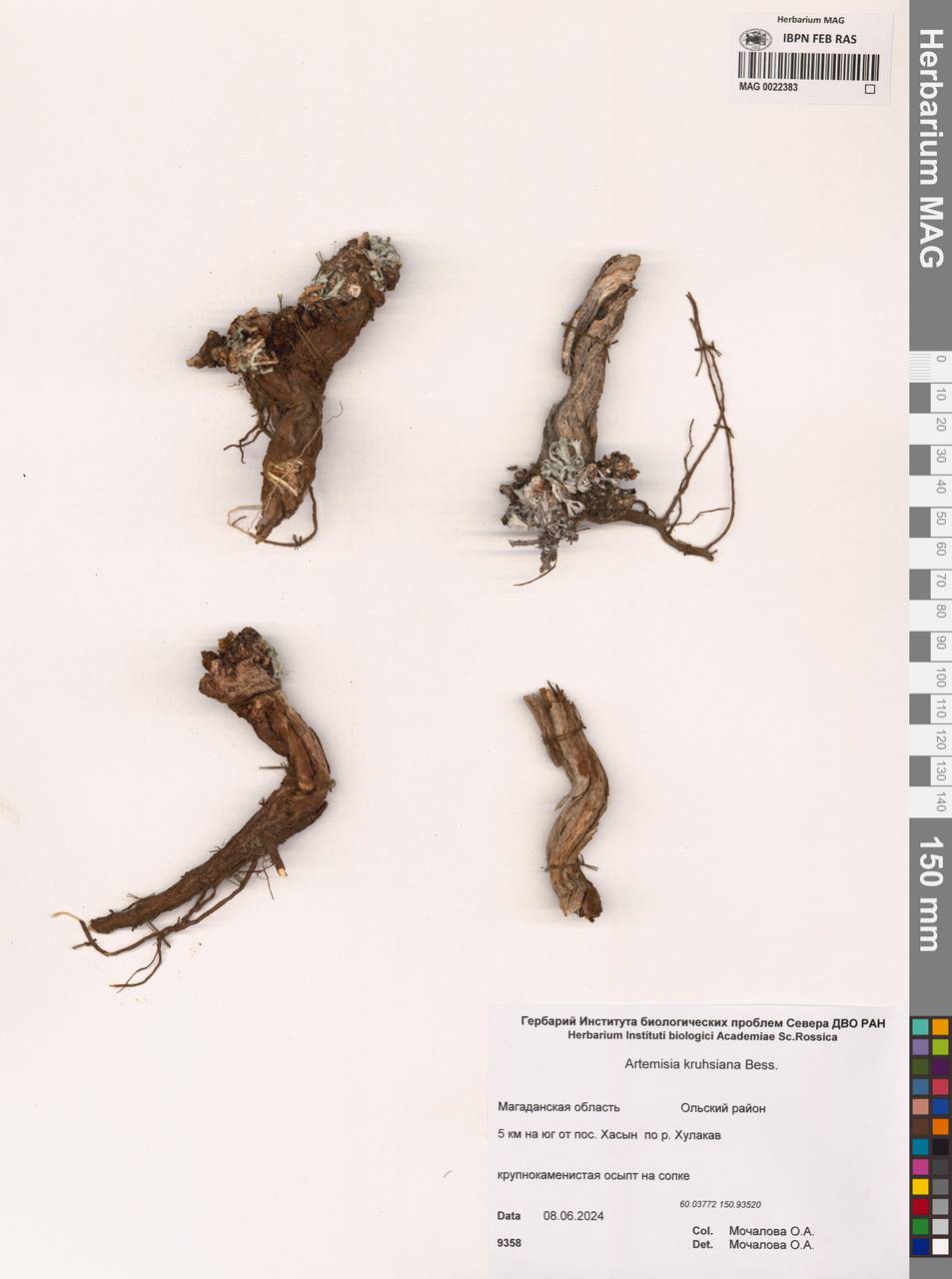 Artemisia kruhsiana