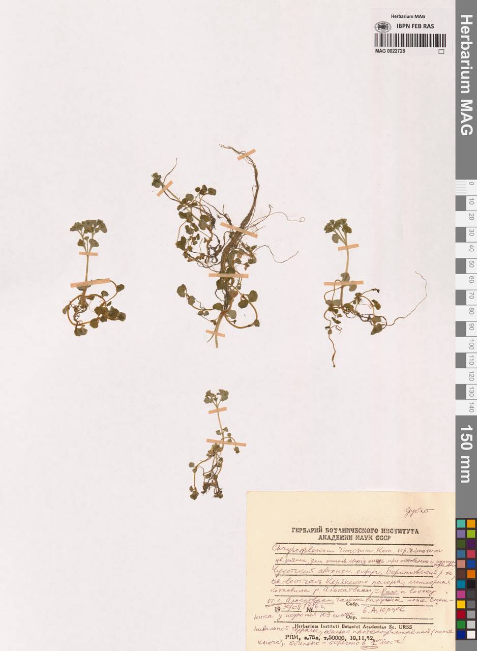 Chrysosplenium rimosum subsp. rimosum, Сибирь, Чукотка и Камчатка (S7) (Россия)