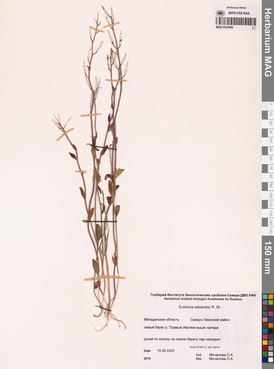 Эвтрема Эдвардса R.Br., Сибирь, Чукотка и Камчатка (S7) (Россия)