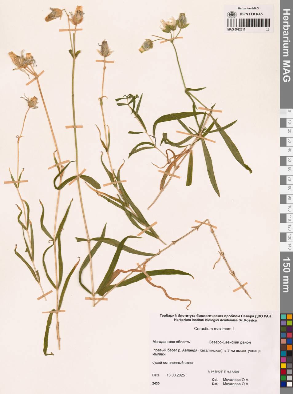 Dichodon maximum (L.) Á.Löve & D.Löve, Сибирь, Чукотка и Камчатка (S7) (Россия)