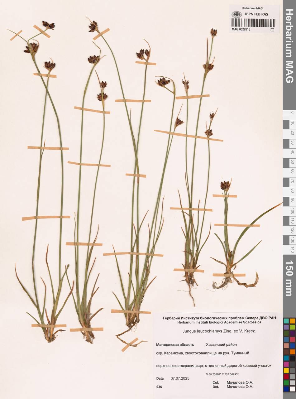 Juncus castaneus subsp. leucochlamys (W.J.Zinger ex V.I.Krecz.) Hultén, Сибирь, Чукотка и Камчатка (S7) (Россия)
