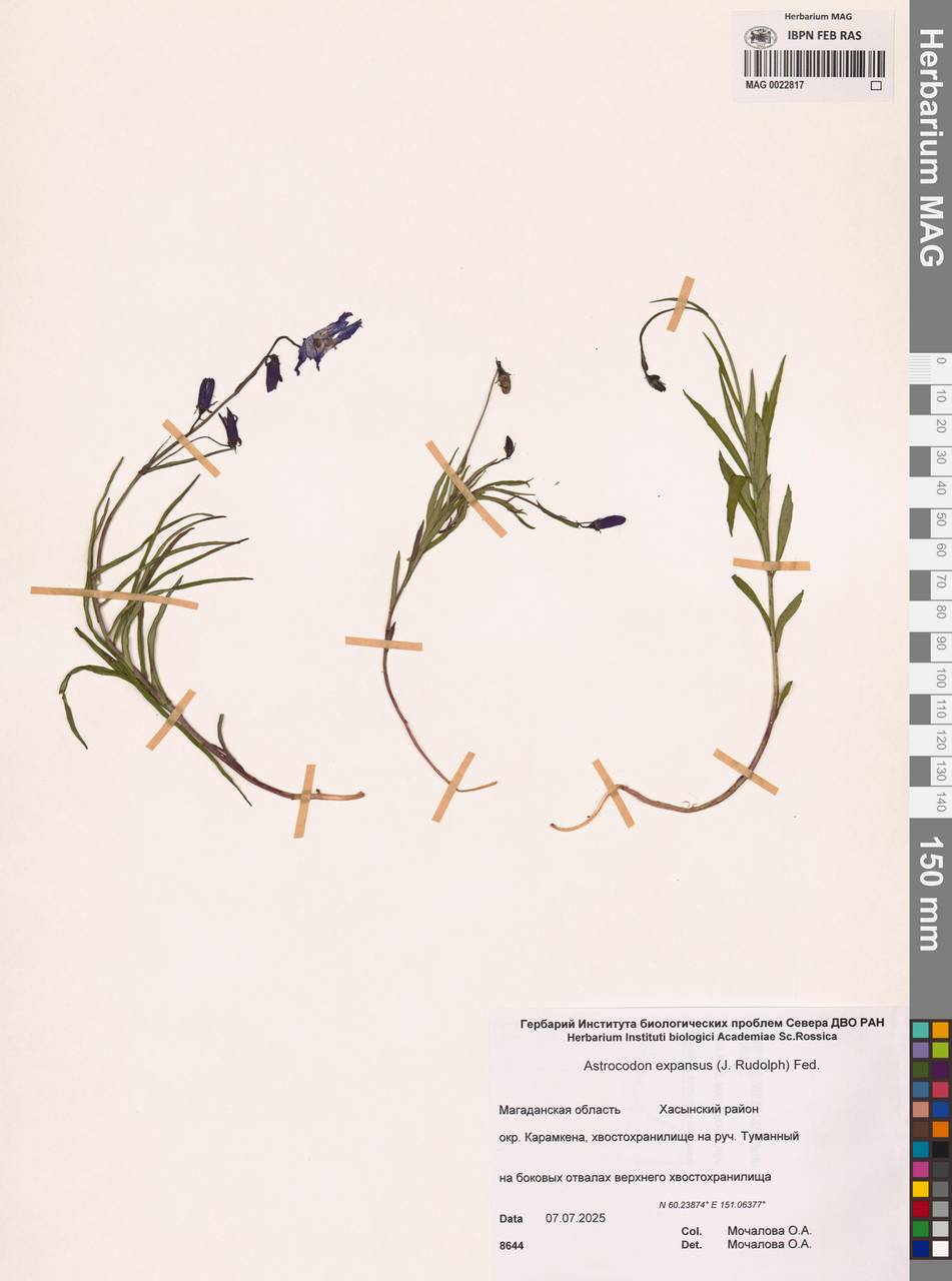 Колокольчик распростертый Rudolph, Сибирь, Чукотка и Камчатка (S7) (Россия)