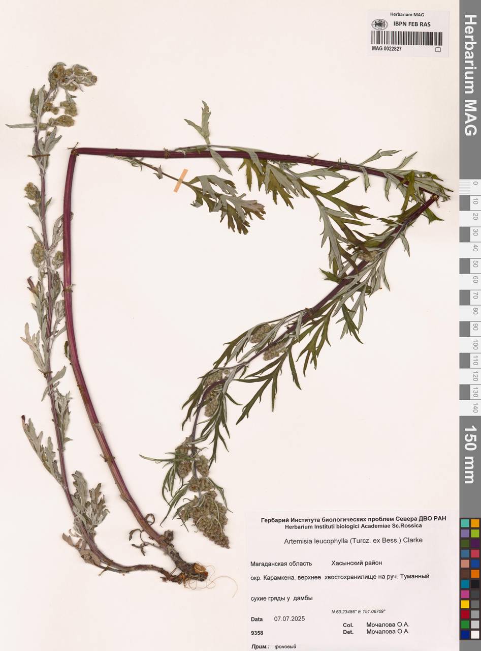 Artemisia leucophylla