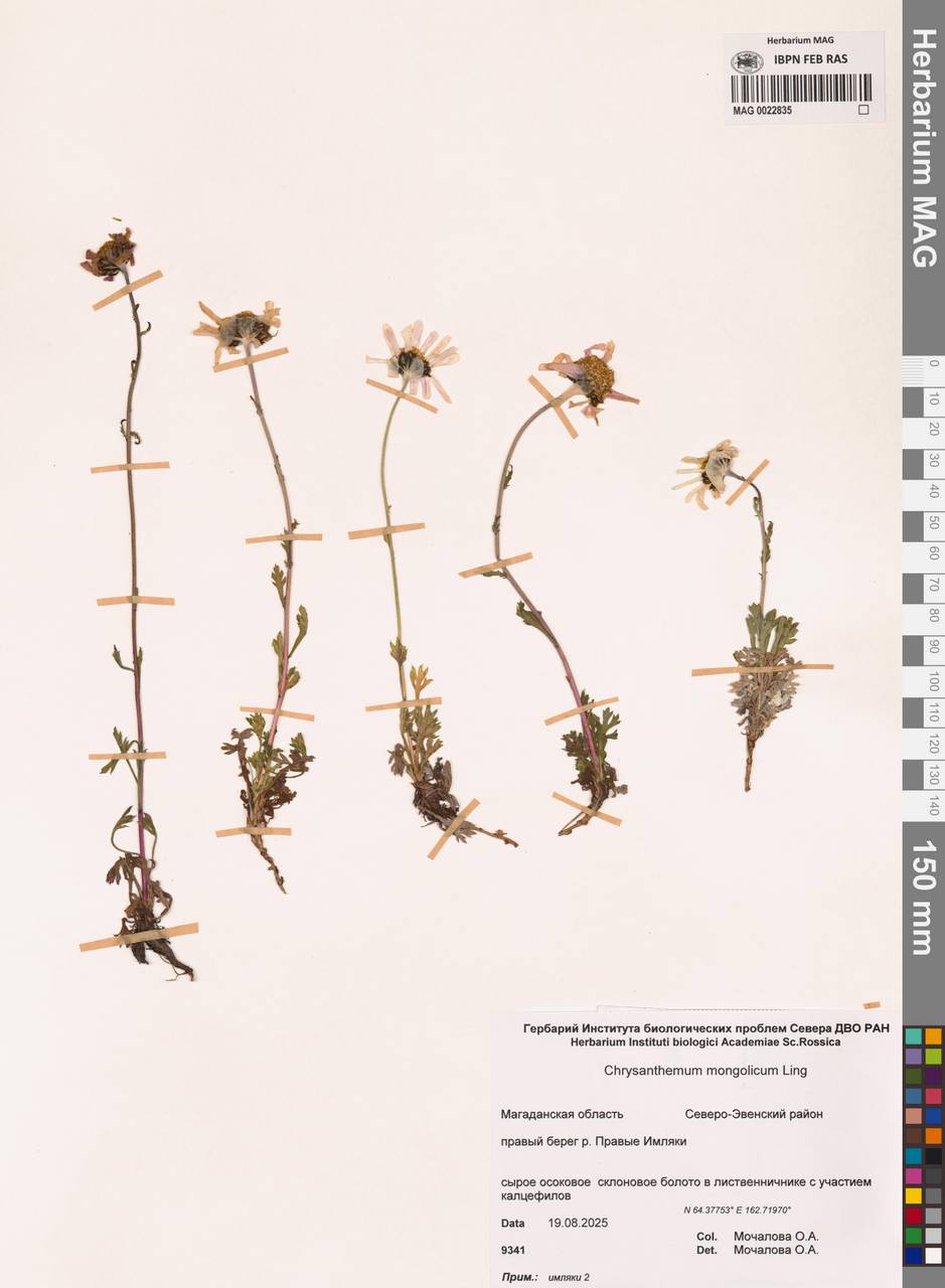Chrysanthemum zawadzkii subsp. peleiolepis (Trautv.) Zuev, Сибирь, Чукотка и Камчатка (S7) (Россия)