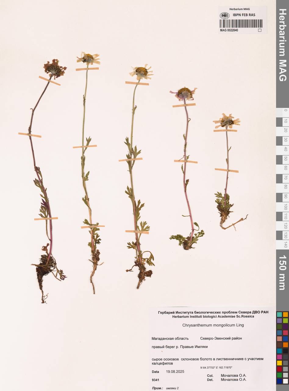 Chrysanthemum zawadzkii subsp. peleiolepis (Trautv.) Zuev, Сибирь, Чукотка и Камчатка (S7) (Россия)