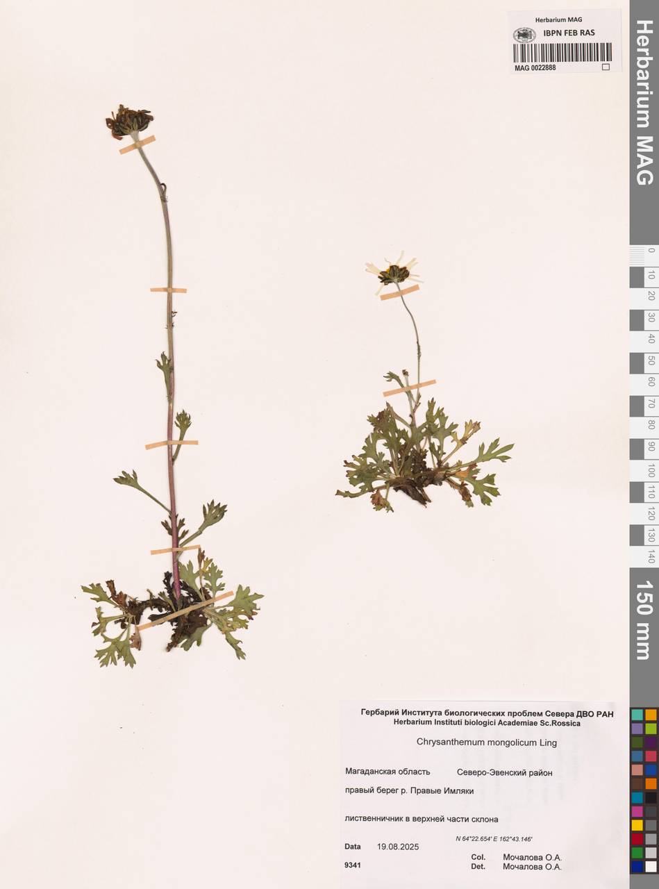 Chrysanthemum zawadzkii subsp. peleiolepis (Trautv.) Zuev, Сибирь, Чукотка и Камчатка (S7) (Россия)