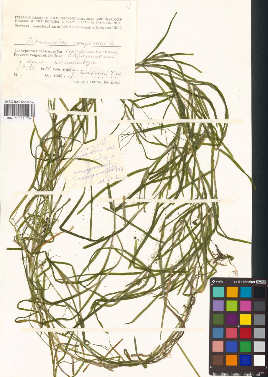 Рдест сплюснутый L., Восточная Европа, Нижневолжский район (E9) (Россия)