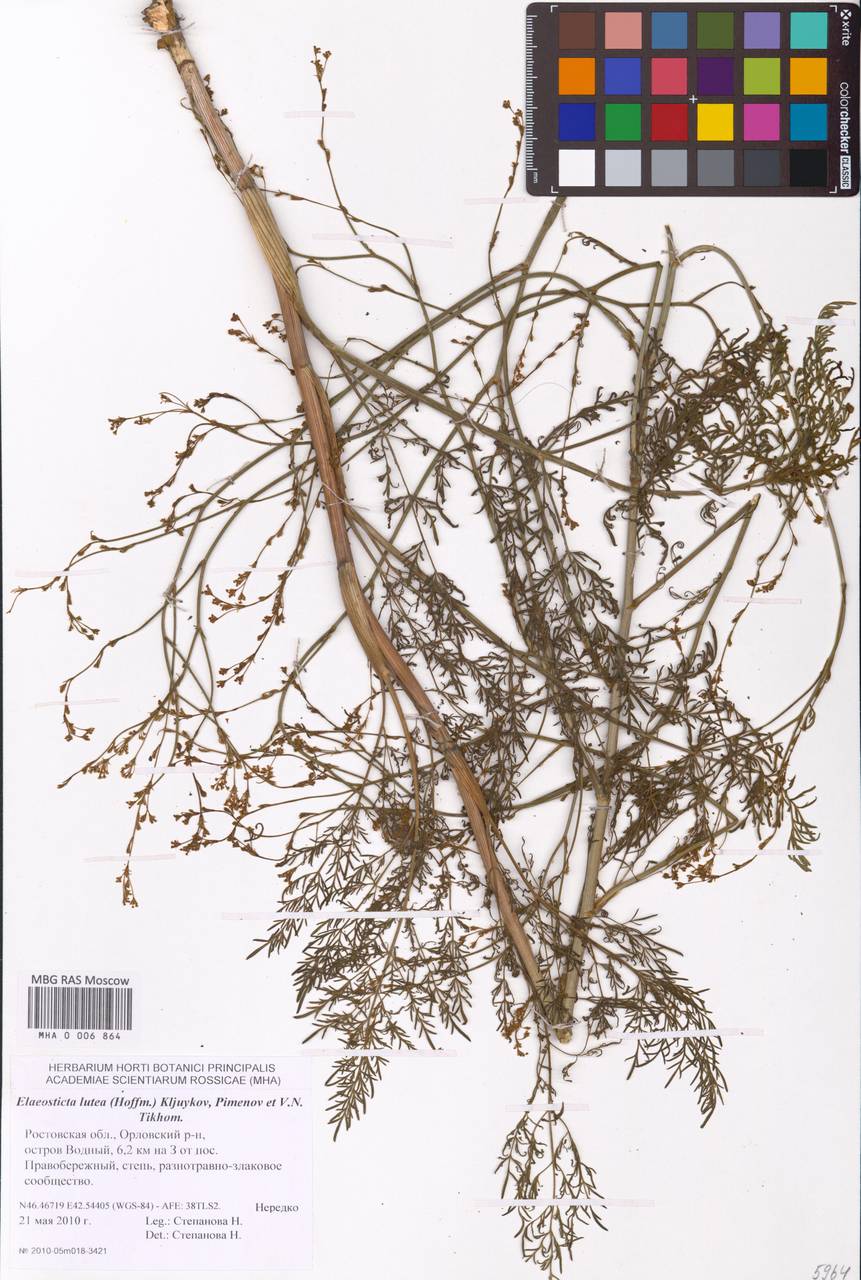 Элеостикта желтая (Hoffm.) Kljuykov, Pimenov & Tikhom., Восточная Европа, Ростовская область (E12a) (Россия)