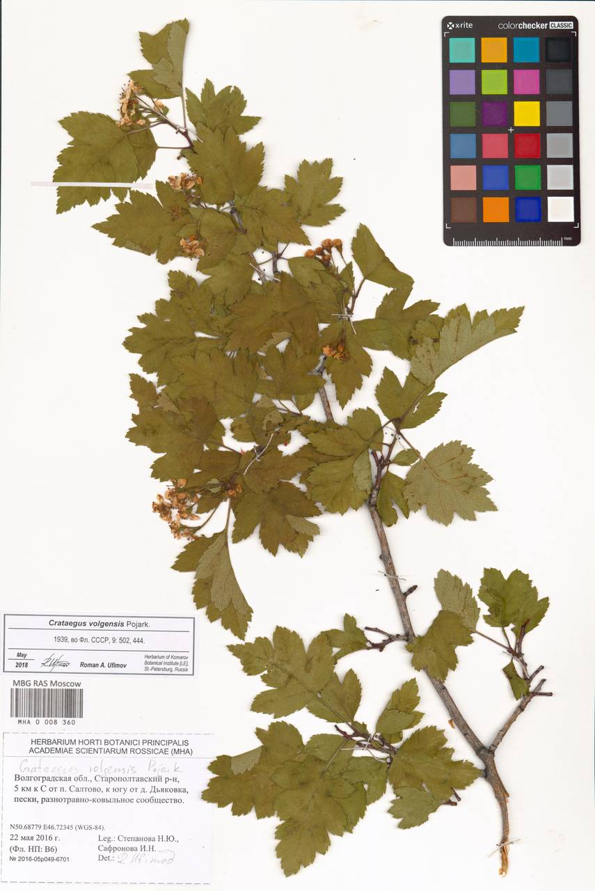 Crataegus ambigua subsp. ambigua, Восточная Европа, Нижневолжский район (E9) (Россия)