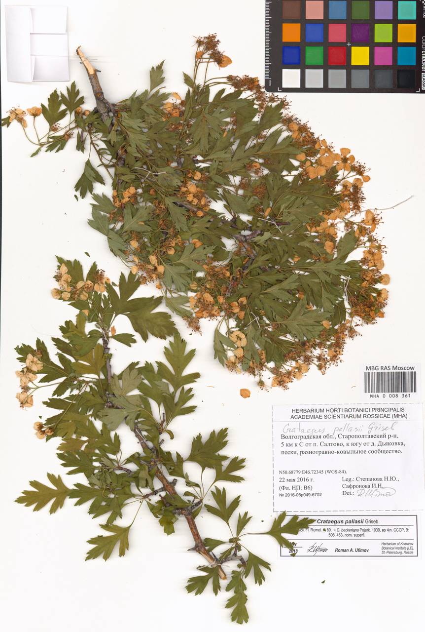 Боярышник Палласа Griseb., Восточная Европа, Нижневолжский район (E9) (Россия)