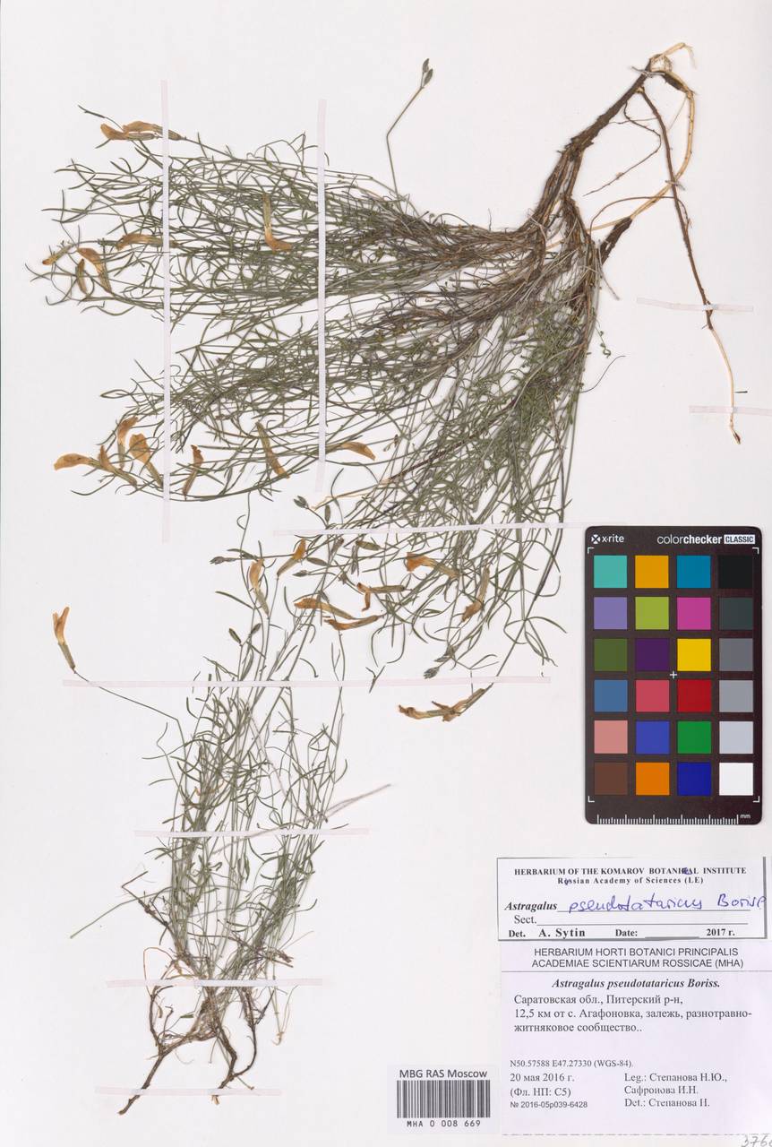 Астрагал ложнотатарский Boriss., Восточная Европа, Нижневолжский район (E9) (Россия)