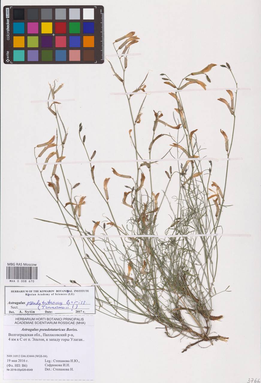Астрагал ложнотатарский Boriss., Восточная Европа, Нижневолжский район (E9) (Россия)