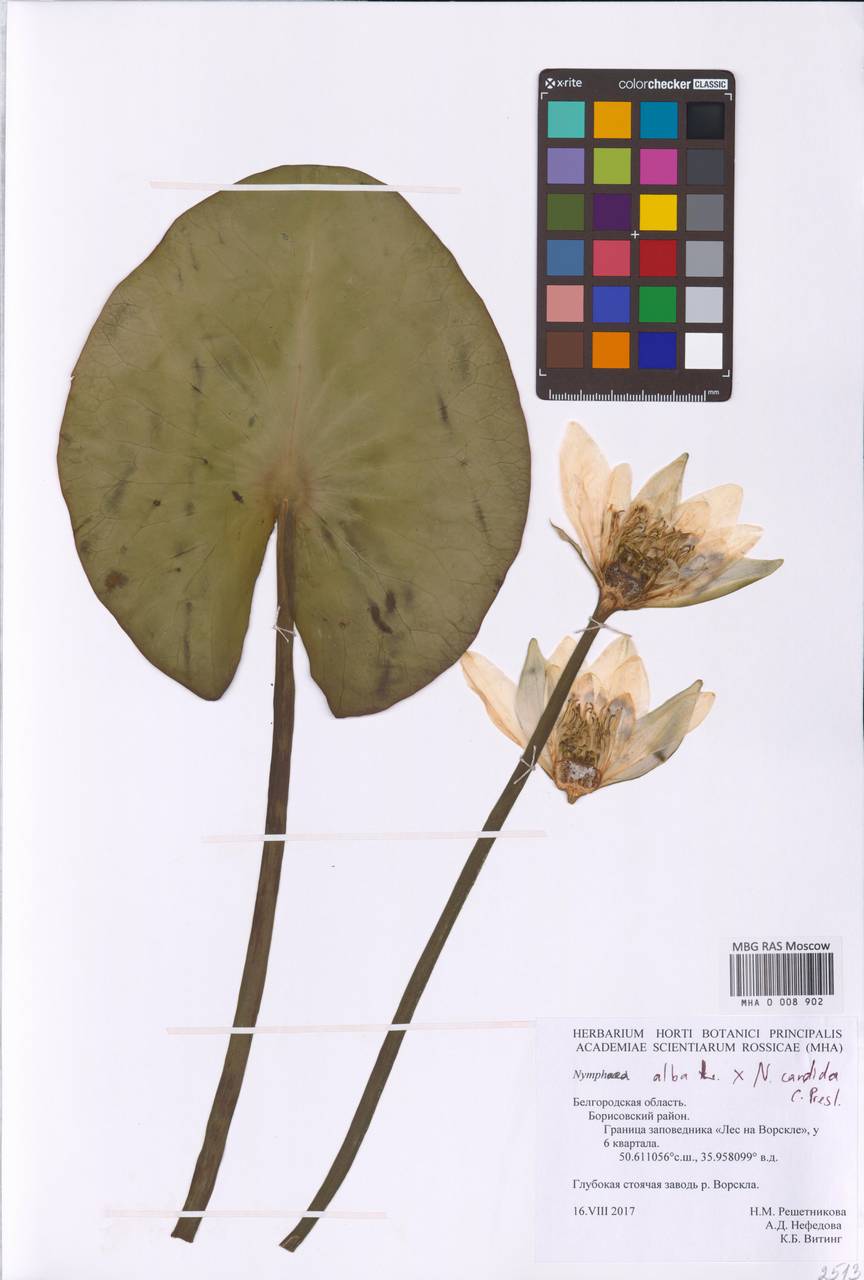 White water lily
