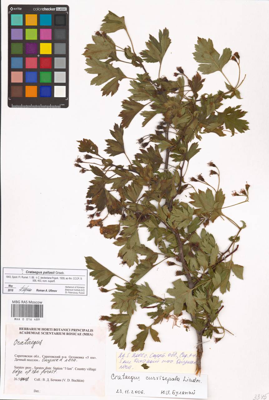 Боярышник Палласа Griseb., Восточная Европа, Нижневолжский район (E9) (Россия)