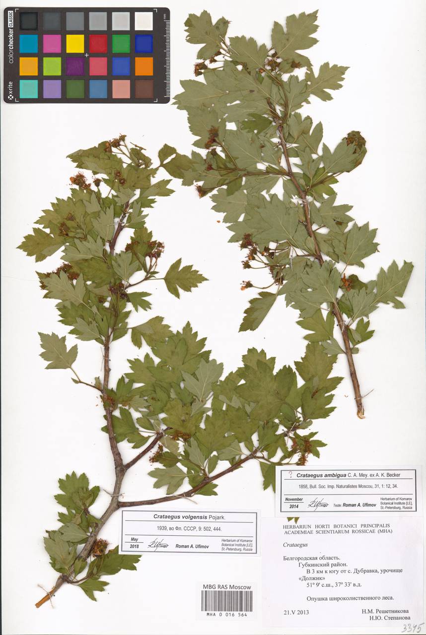 Crataegus ambigua subsp. ambigua, Восточная Европа, Центральный лесостепной район (E6) (Россия)