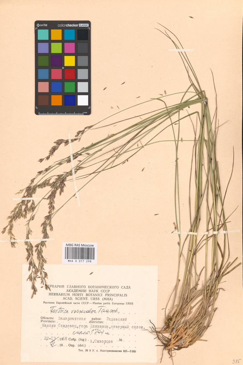 Festuca versicolor Tausch, Восточная Европа, Западно-Украинский район (E13) (Украина)