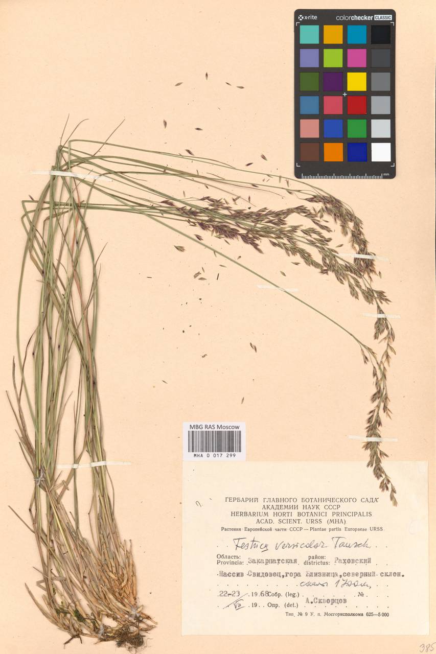 Festuca versicolor Tausch, Восточная Европа, Западно-Украинский район (E13) (Украина)