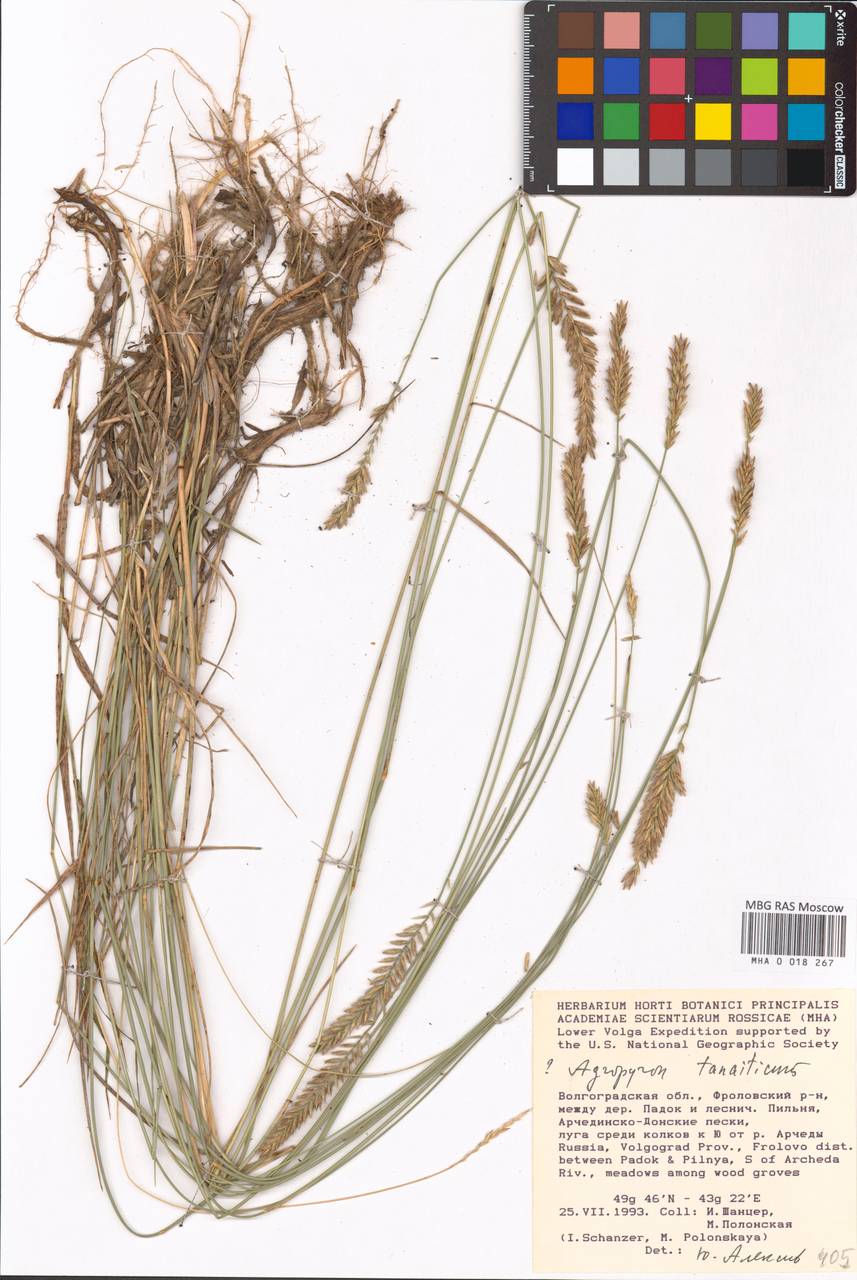 Житняк донской Nevski, Восточная Европа, Нижневолжский район (E9) (Россия)