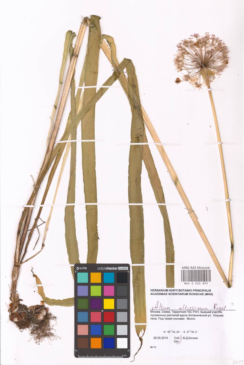 Лук высокий Regel, Восточная Европа, Московская область и Москва (E4a) (Россия)