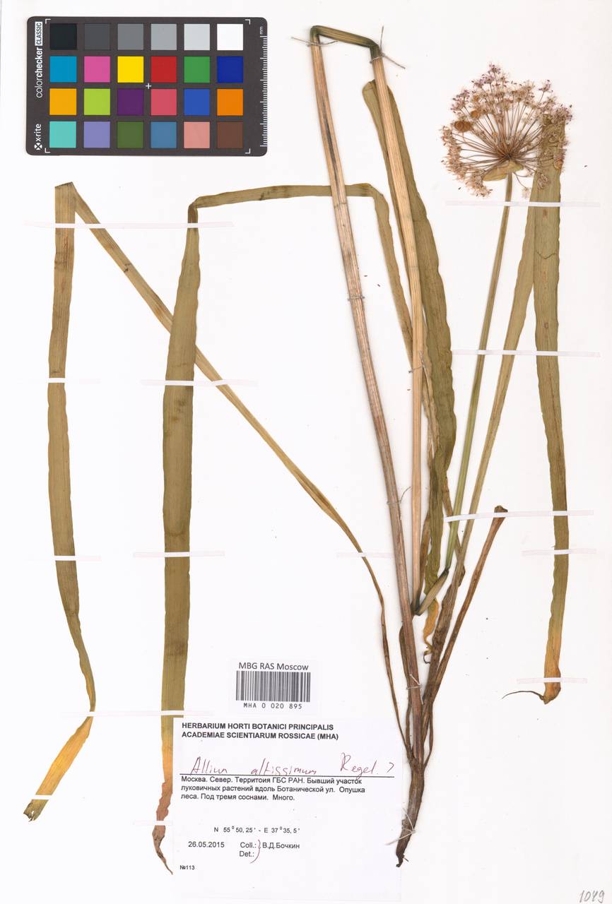 Лук высокий Regel, Восточная Европа, Московская область и Москва (E4a) (Россия)