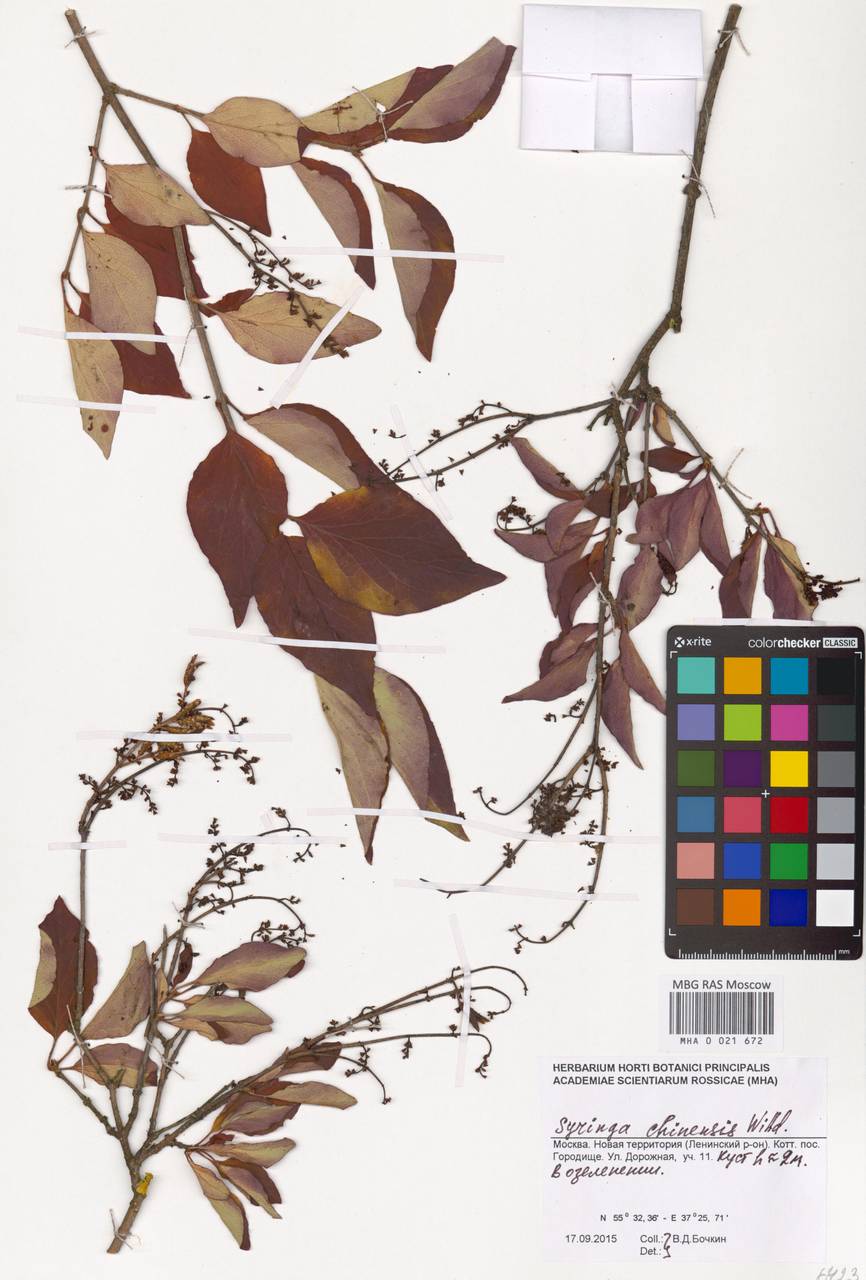 Сирень широколистная, Восточная Европа, Московская область и Москва (E4a) (Россия)