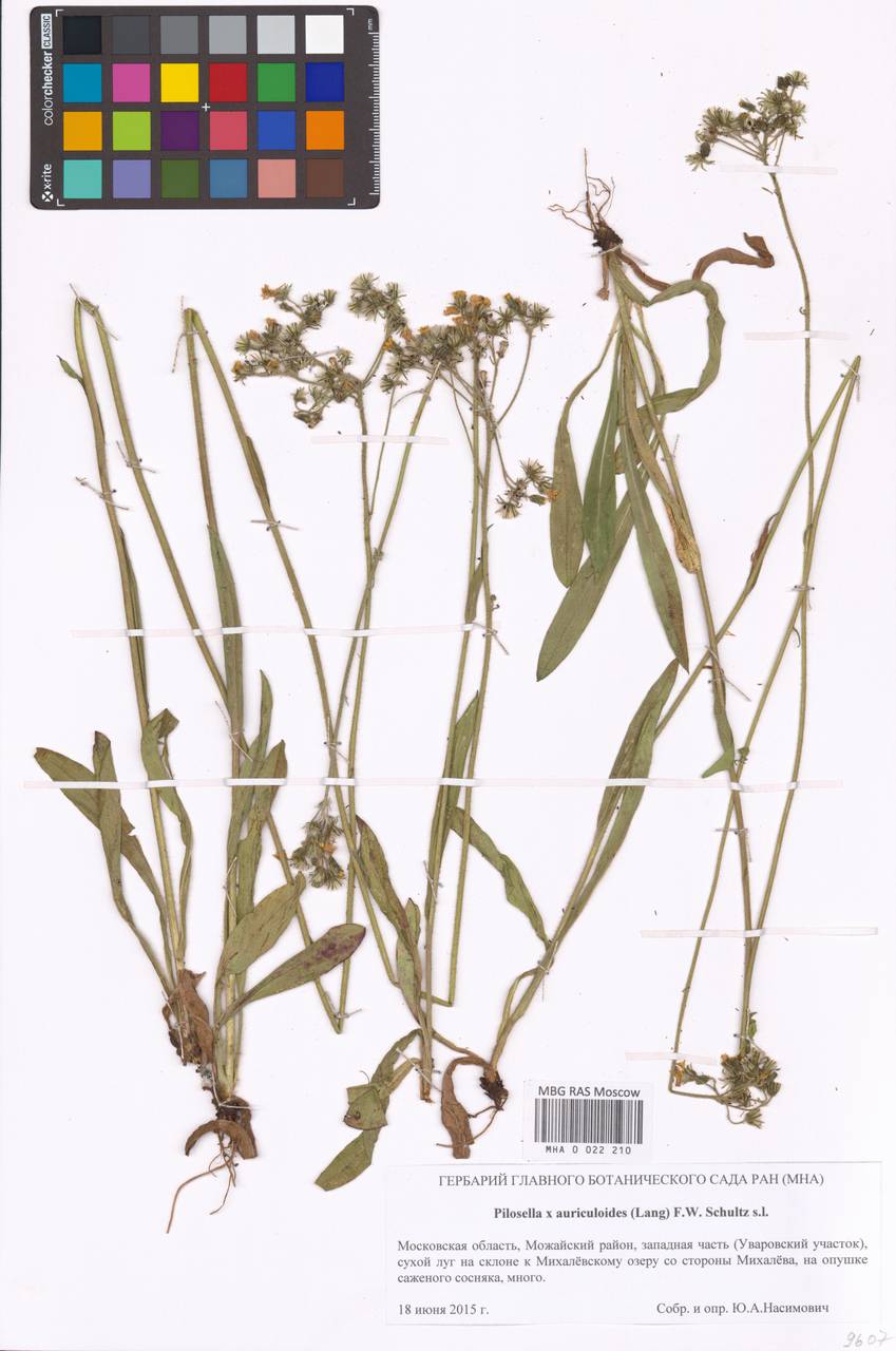 Ястребиночка ушковидная (Láng) Arv.-Touv., Восточная Европа, Московская область и Москва (E4a) (Россия)