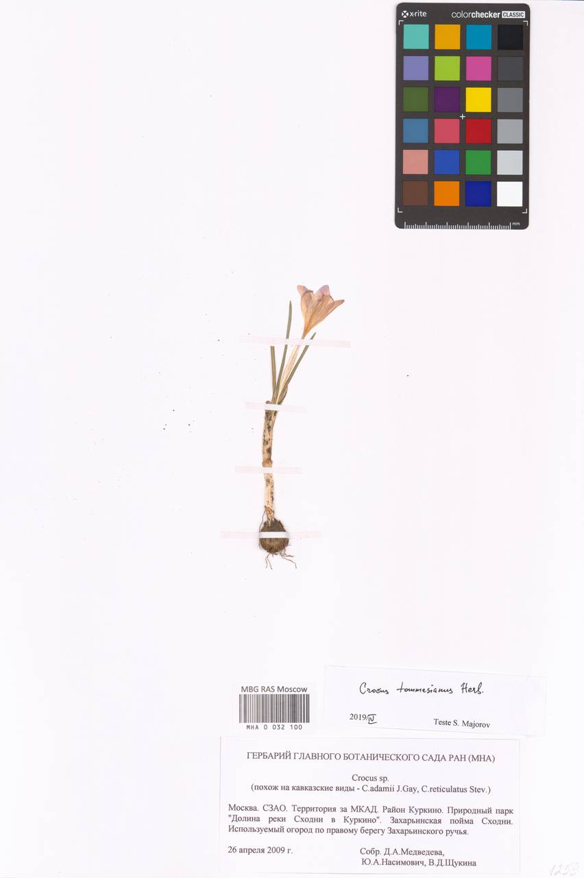 Crocus tommasinianus Herb., Восточная Европа, Московская область и Москва (E4a) (Россия)