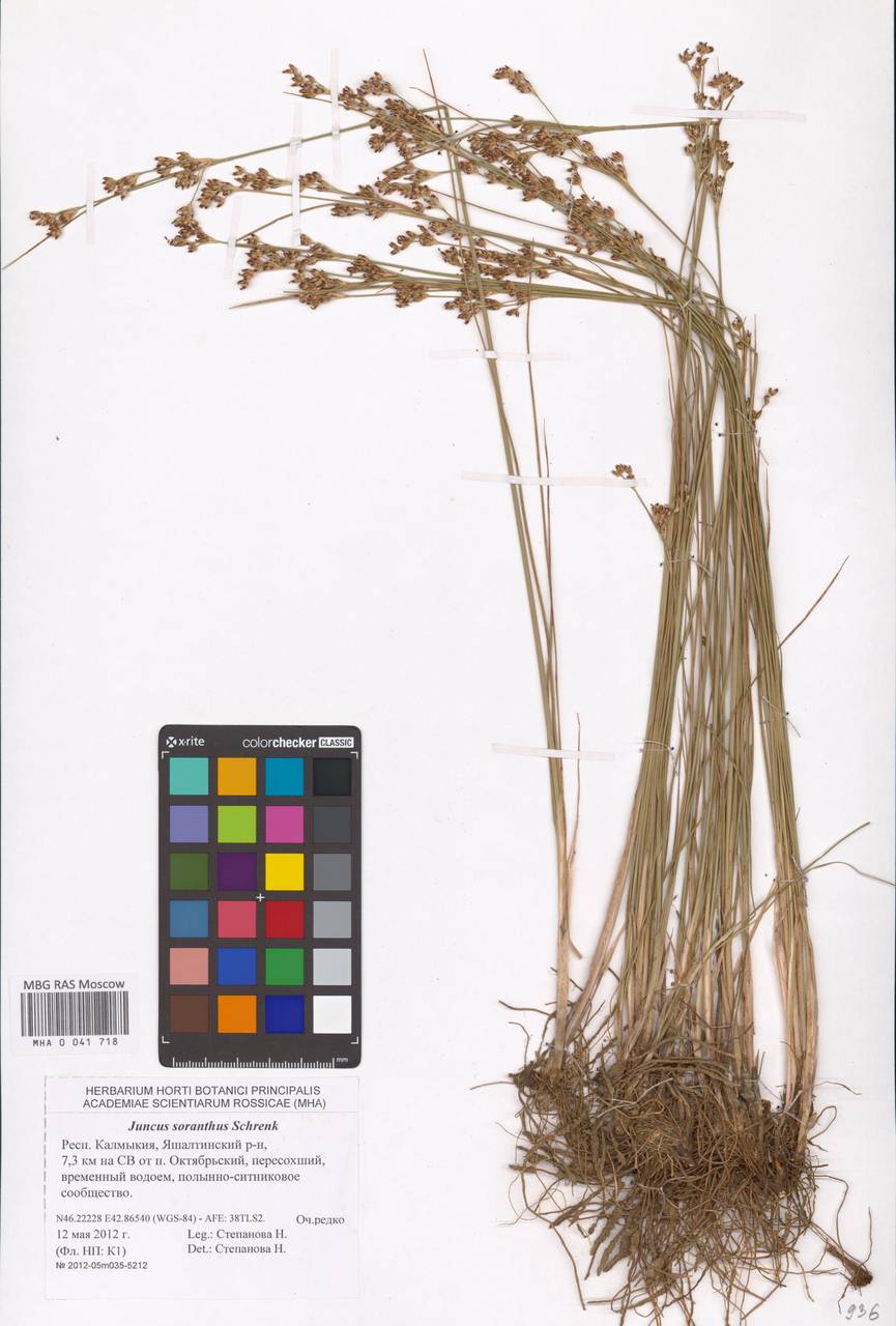 Ситник кучкоцветковый Schrenk, Восточная Европа, Нижневолжский район (E9) (Россия)