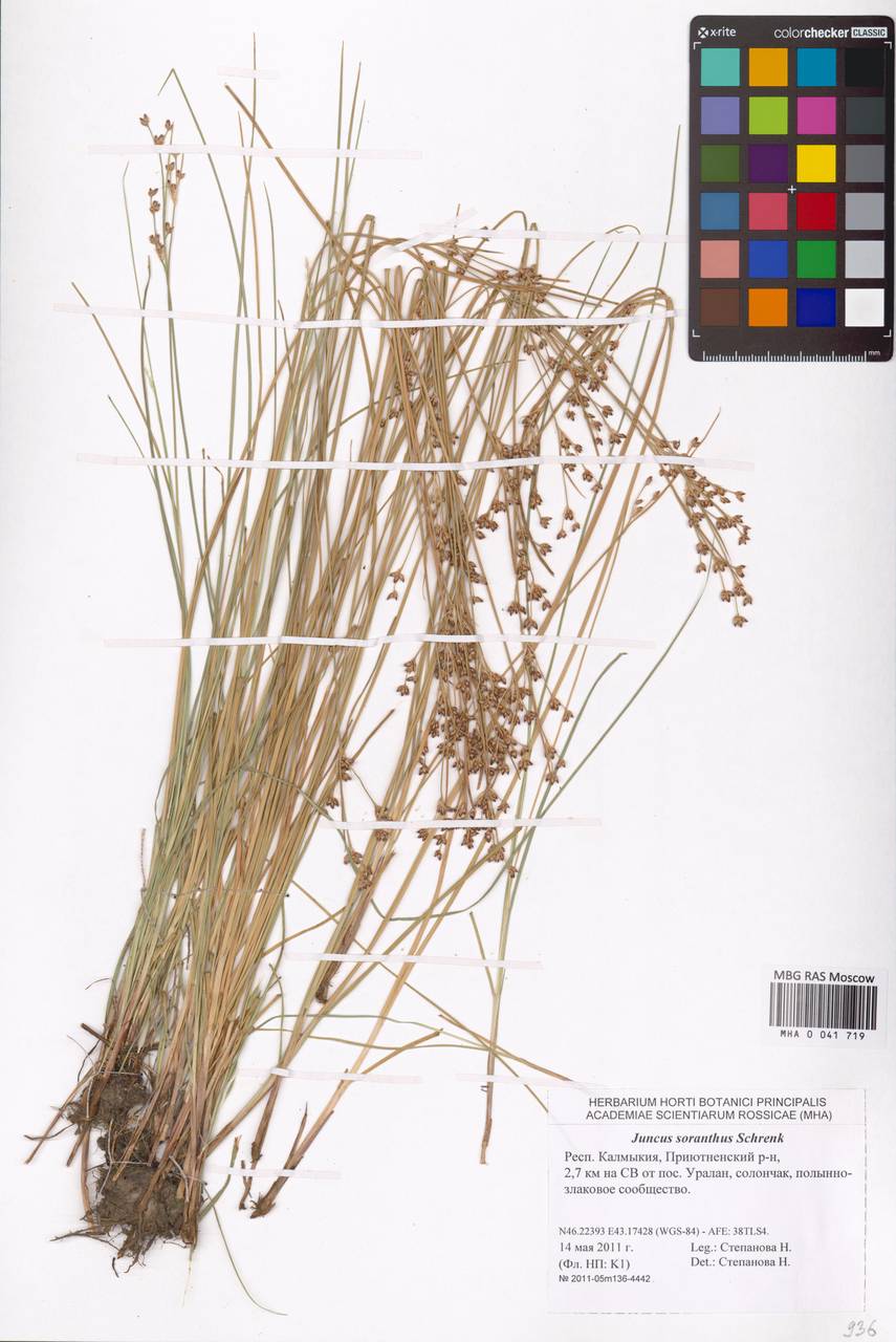 Ситник кучкоцветковый Schrenk, Восточная Европа, Нижневолжский район (E9) (Россия)