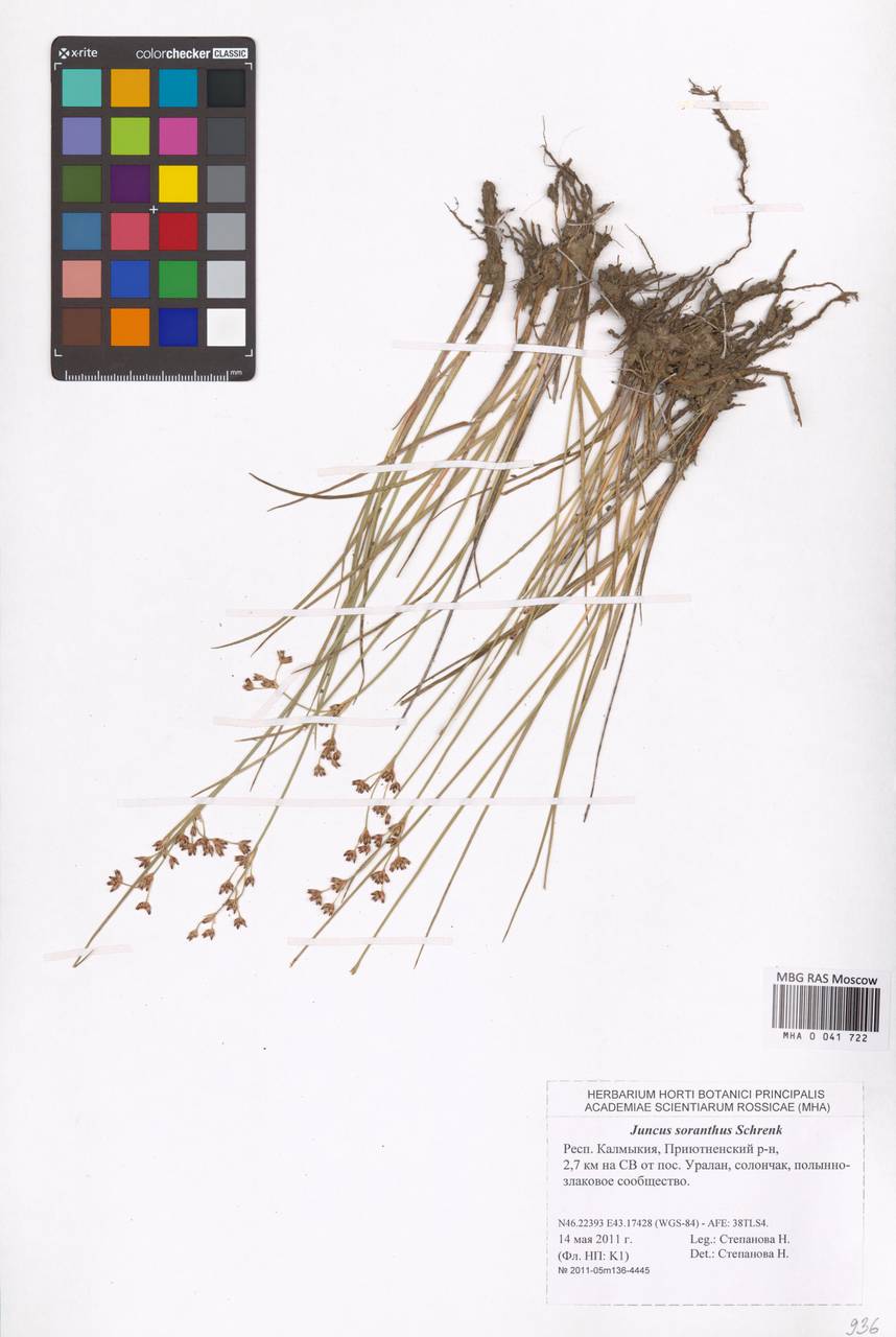 Ситник кучкоцветковый Schrenk, Восточная Европа, Нижневолжский район (E9) (Россия)