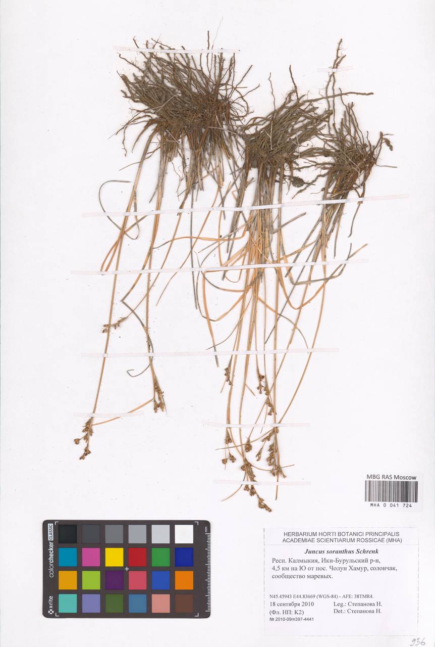 Ситник кучкоцветковый Schrenk, Восточная Европа, Нижневолжский район (E9) (Россия)