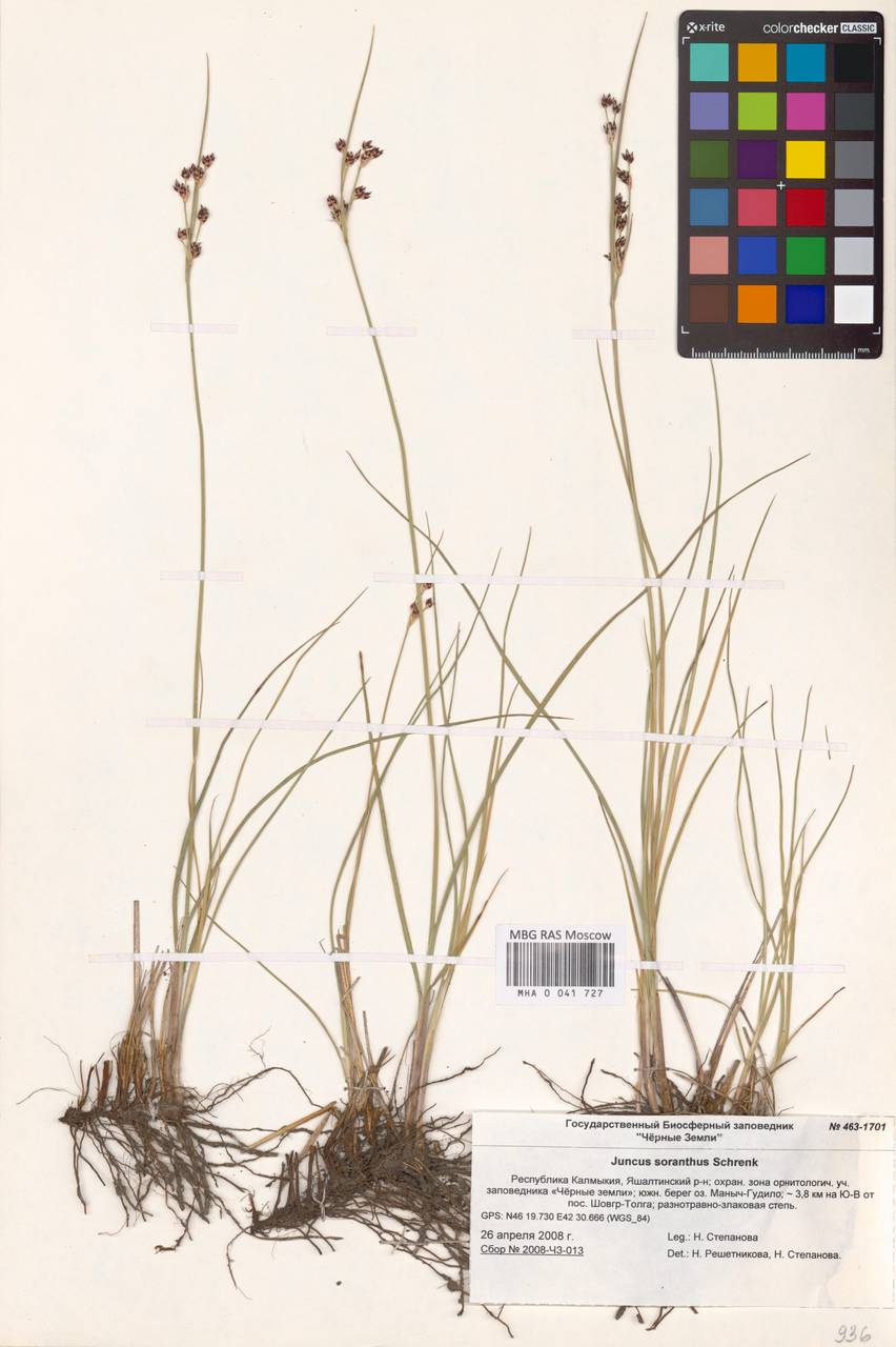 Ситник кучкоцветковый Schrenk, Восточная Европа, Нижневолжский район (E9) (Россия)