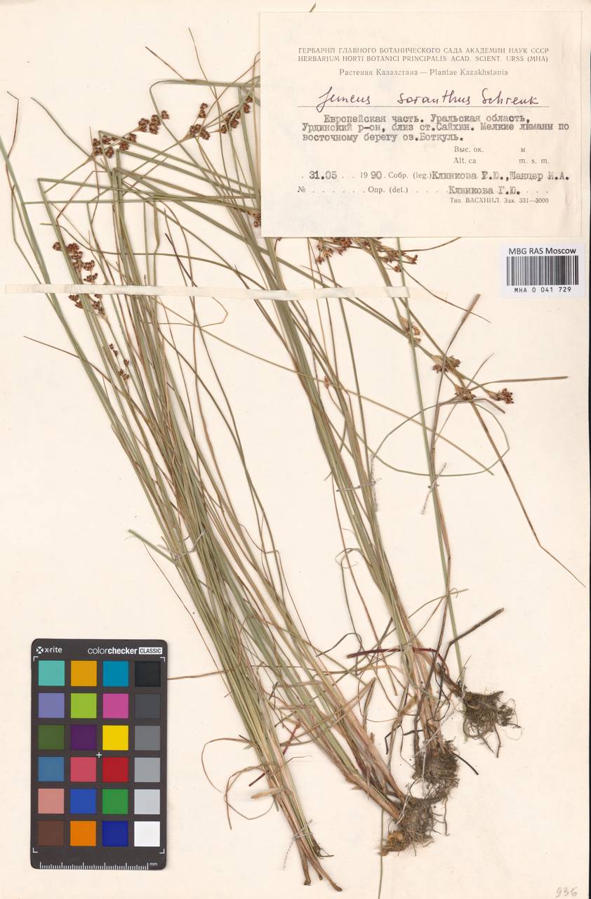 Ситник кучкоцветковый Schrenk, Средняя Азия и Казахстан, Прикаспийский Устюрт и Северное Приаралье (M8) (Казахстан)
