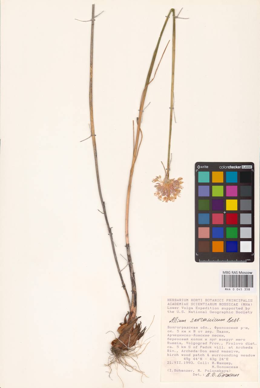Лук савранский  (Nyman) Oxner, Восточная Европа, Нижневолжский район (E9) (Россия)