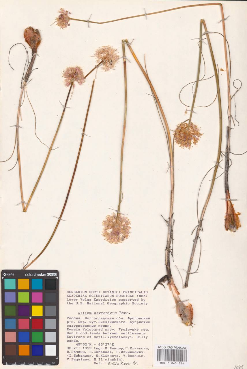 Лук савранский  (Nyman) Oxner, Восточная Европа, Нижневолжский район (E9) (Россия)