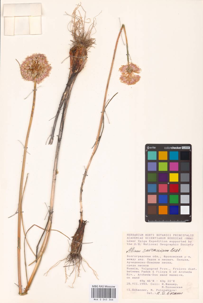 Лук савранский  (Nyman) Oxner, Восточная Европа, Нижневолжский район (E9) (Россия)