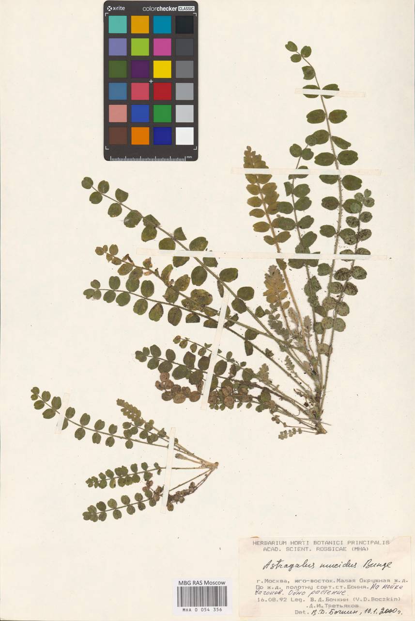 Астрагал плесневелый Bunge ex Boiss., Восточная Европа, Московская область и Москва (E4a) (Россия)