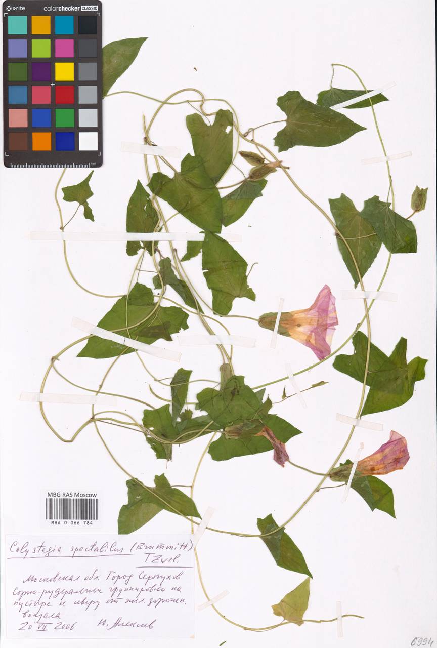 Calystegia sepium subsp. spectabilis Brummitt, Восточная Европа, Московская область и Москва (E4a) (Россия)