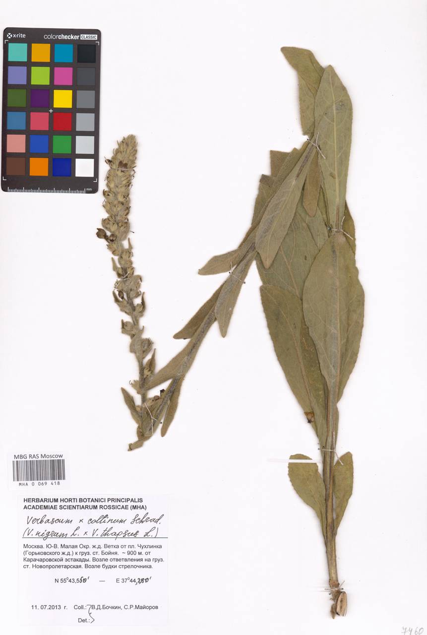 Verbascum phoeniceum subsp. phoeniceum, Восточная Европа, Московская область и Москва (E4a) (Россия)