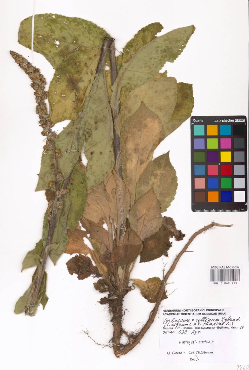 Verbascum phoeniceum subsp. phoeniceum, Восточная Европа, Московская область и Москва (E4a) (Россия)