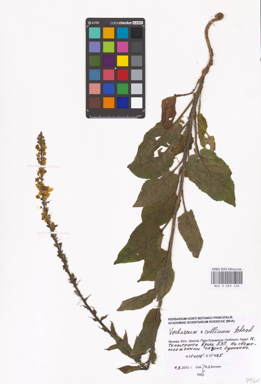 Verbascum phoeniceum subsp. phoeniceum, Восточная Европа, Московская область и Москва (E4a) (Россия)
