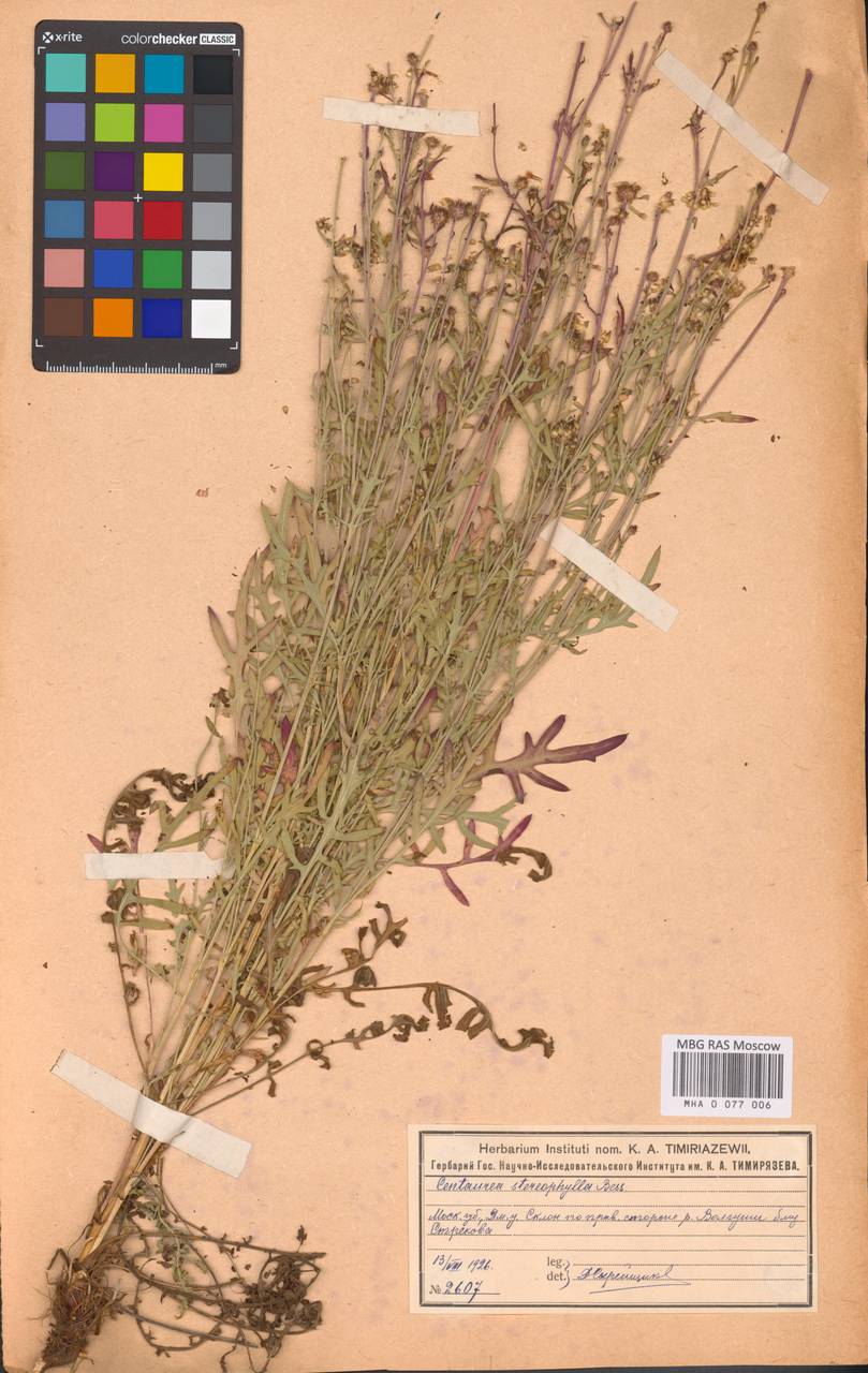 Василек жестколистный Besser, Восточная Европа, Московская область и Москва (E4a) (Россия)