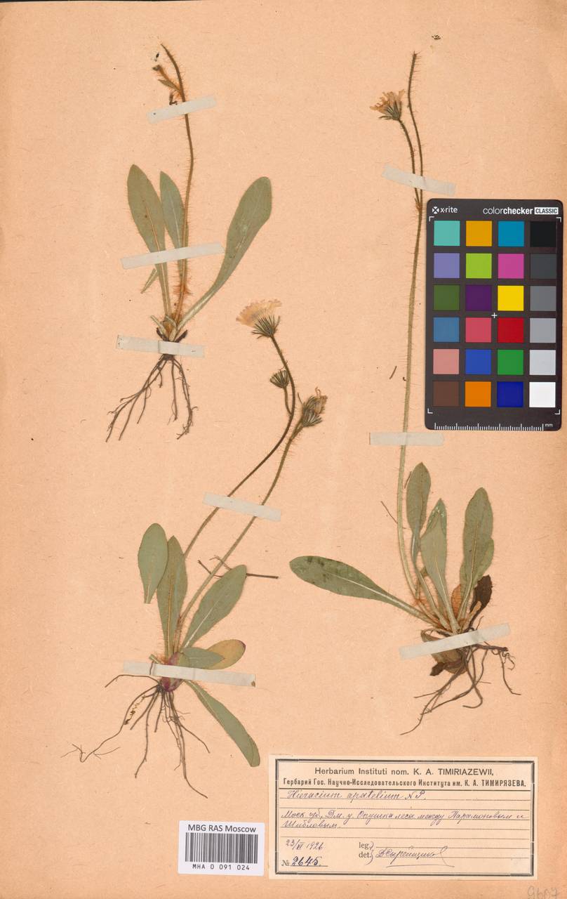 Pilosella apatelia (Nägeli & Peter) Soják, Восточная Европа, Московская область и Москва (E4a) (Россия)