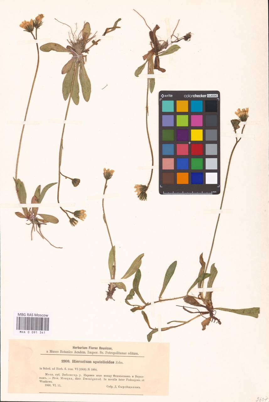 Ястребиночка седоватая (Dahlst.) Soják, Восточная Европа, Московская область и Москва (E4a) (Россия)