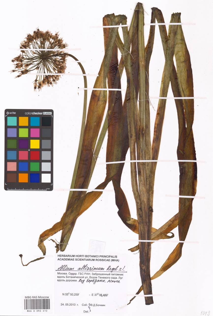 Лук высокий Regel, Восточная Европа, Московская область и Москва (E4a) (Россия)